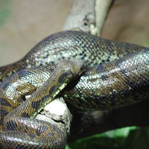 Madagascar tree boa