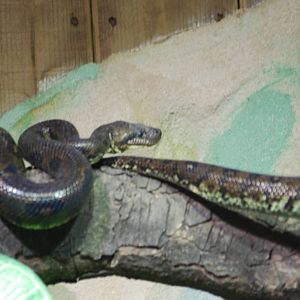 Madagascar tree boa