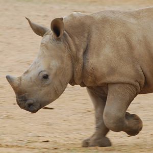 Zamba the white rhinoceros