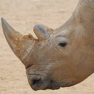 White rhinoceros