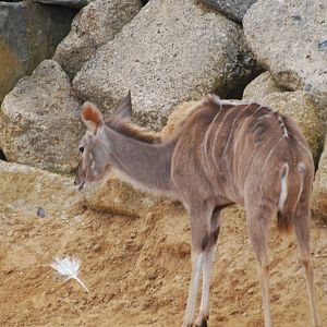 Greater kudu