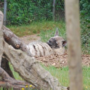 Striped hyena