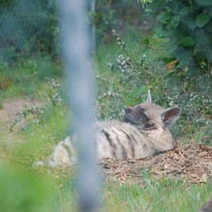 Striped hyena