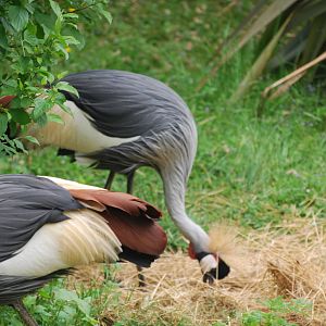 Grey crowned cranes