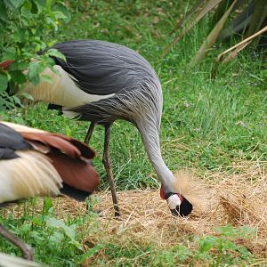 Grey crowned cranes