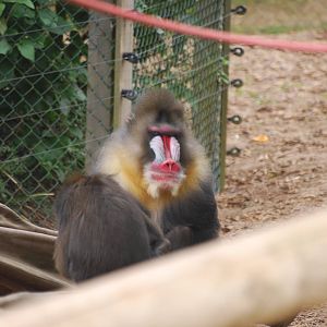 Mandrills