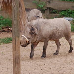 Warthogs