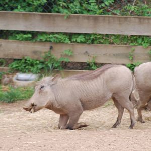 Warthogs