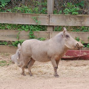 Warthogs