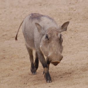 Warthogs