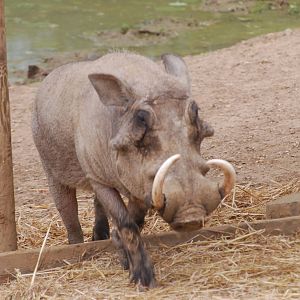 Warthogs