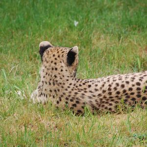 Cheetah