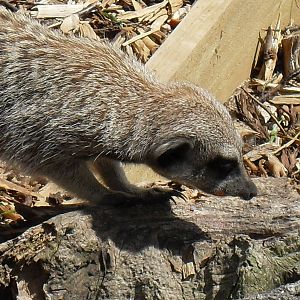 meerkat 1 07/10