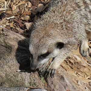 meerkat 2 07/10