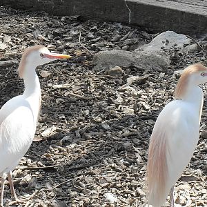 cattle egrets 2 07/10