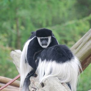 Mantled geureza