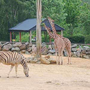 Giraffe, zebra and greater kudu