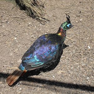 himalayan monal 07/10