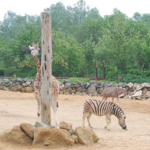 Giraffe, zebra and greater kudu