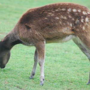 Philippine spotted deer