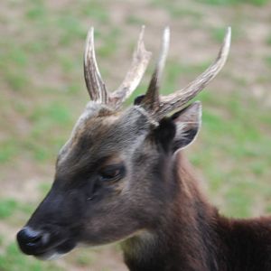 Philippine spotted deer