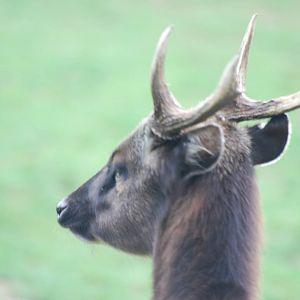 Philippine spotted deer