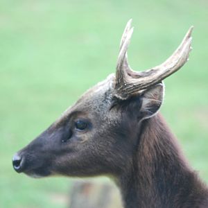 Philippine spotted deer