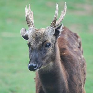 Philippine spotted deer