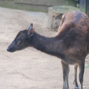 Philippine spotted deer