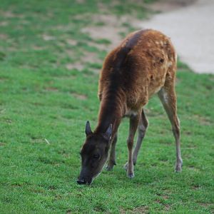 Philippine spotted deer