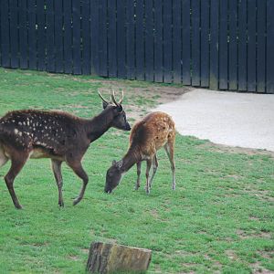 Philippine spotted deer