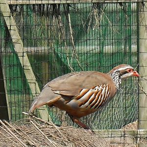 red-legged partridge 07/10