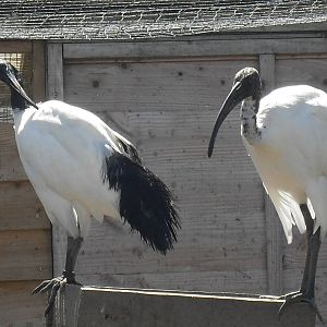 sacred ibises 07/10