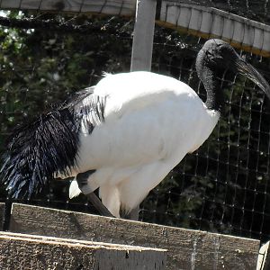 sacred ibis 07/10