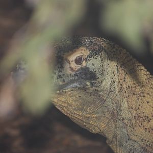 Komodo dragon