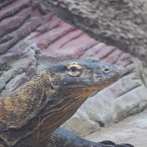 Komodo dragon