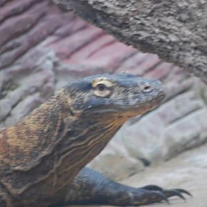 Komodo dragon
