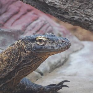Komodo dragon