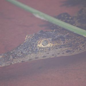 Cuban crocodile