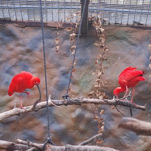 Scarlet ibises