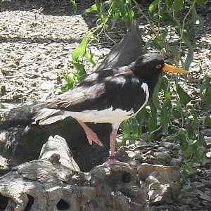 eurasian oystercatcher 07/10