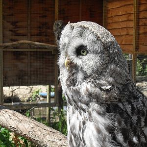 great grey owl 1 07/10