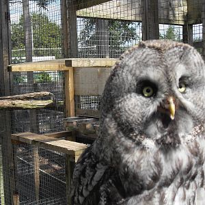 great grey owl 2 07/10