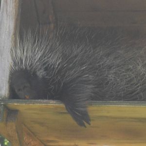north american porcupine 07/10
