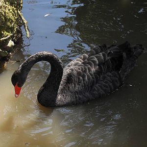 black swan 07/10