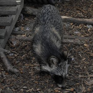 raccoon dog 1 07/10