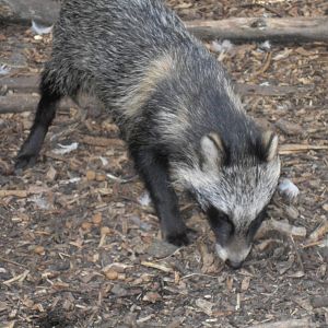 raccoon dog 2 07/10