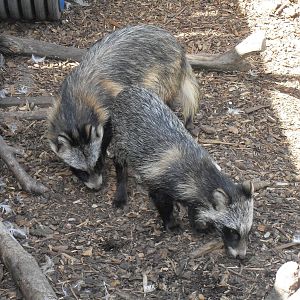 raccoon dogs 07/10