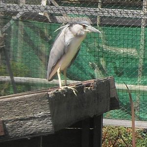 black-crowned night heron 1 07/10
