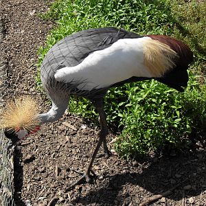 eastern grey crowned crane 2 07/10